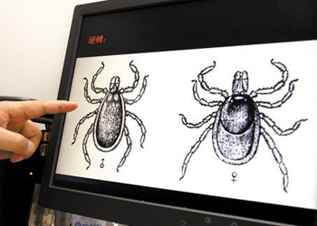 北京昌平或现蜱虫 已加强蜱虫病疫情监测